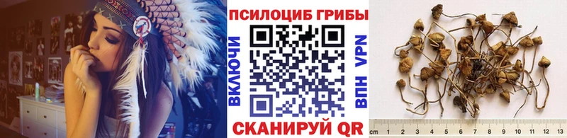 Псилоцибиновые грибы Psilocybine cubensis  Купить где  Сергач 